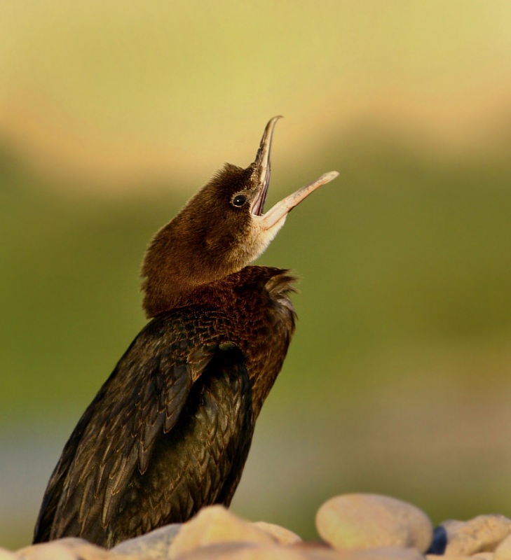Pygmy Cormorant