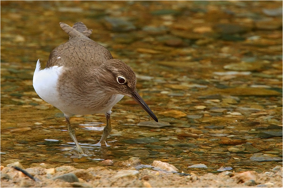 Common Sandpiper