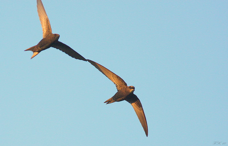 Common Swift