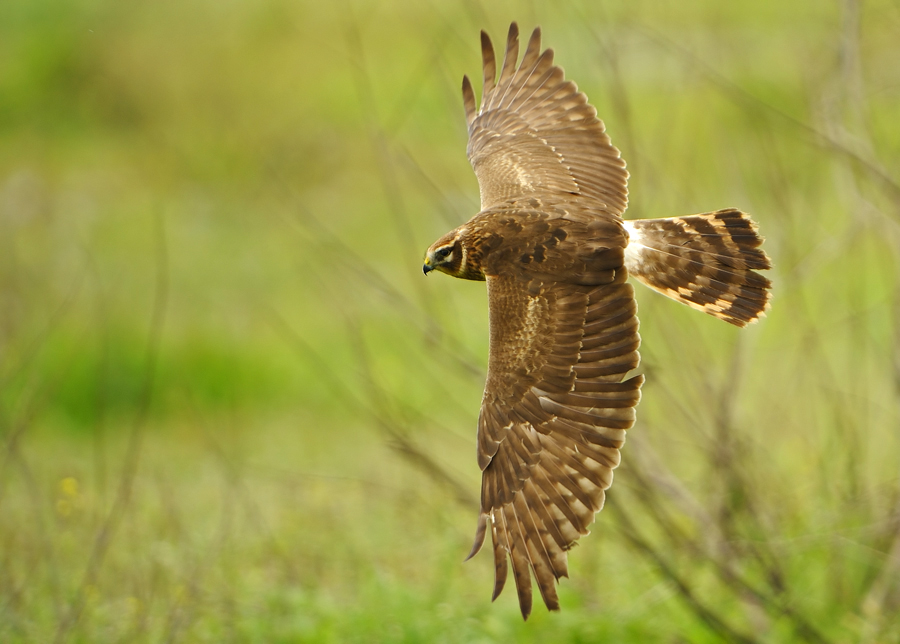 Hen Harrier