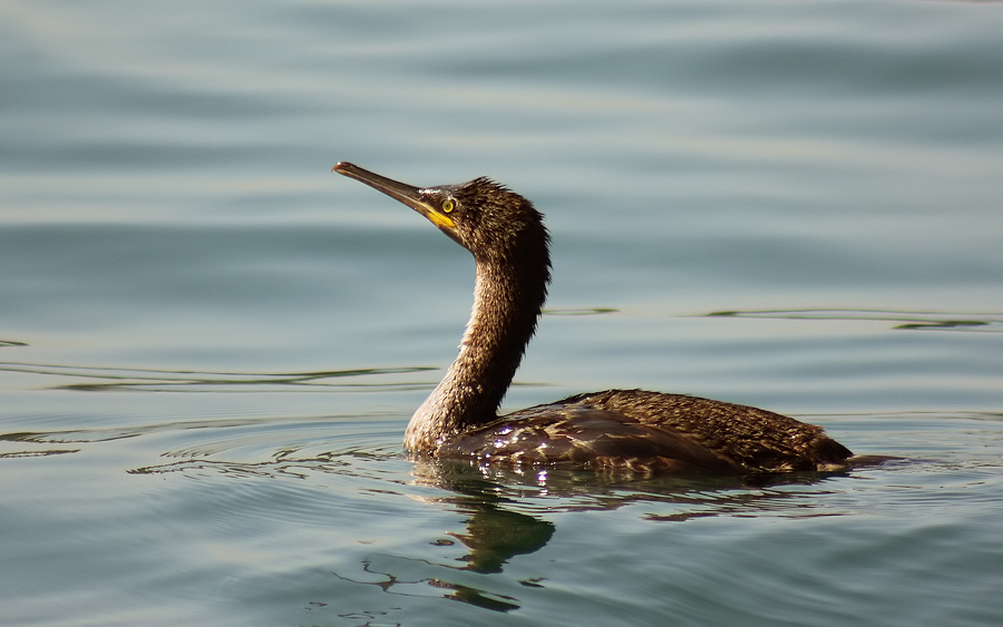 European Shag