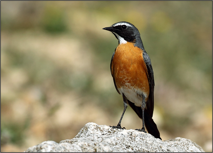 White-throated Robin