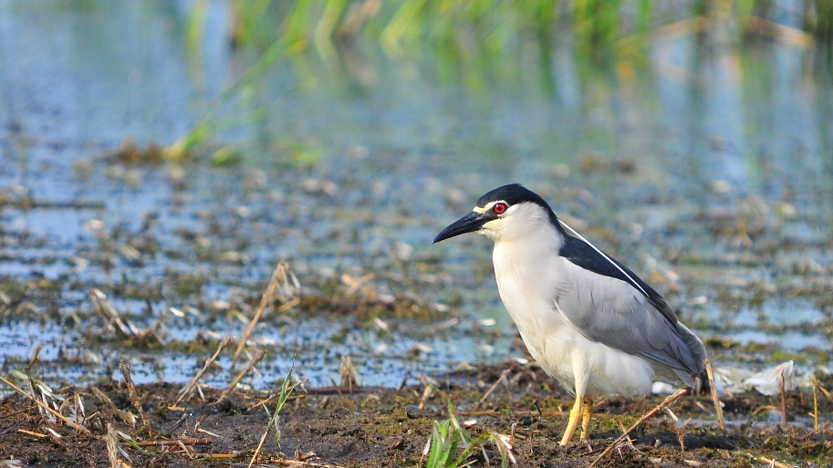 Black-crowned Night Heron