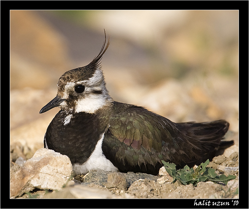 Northern Lapwing