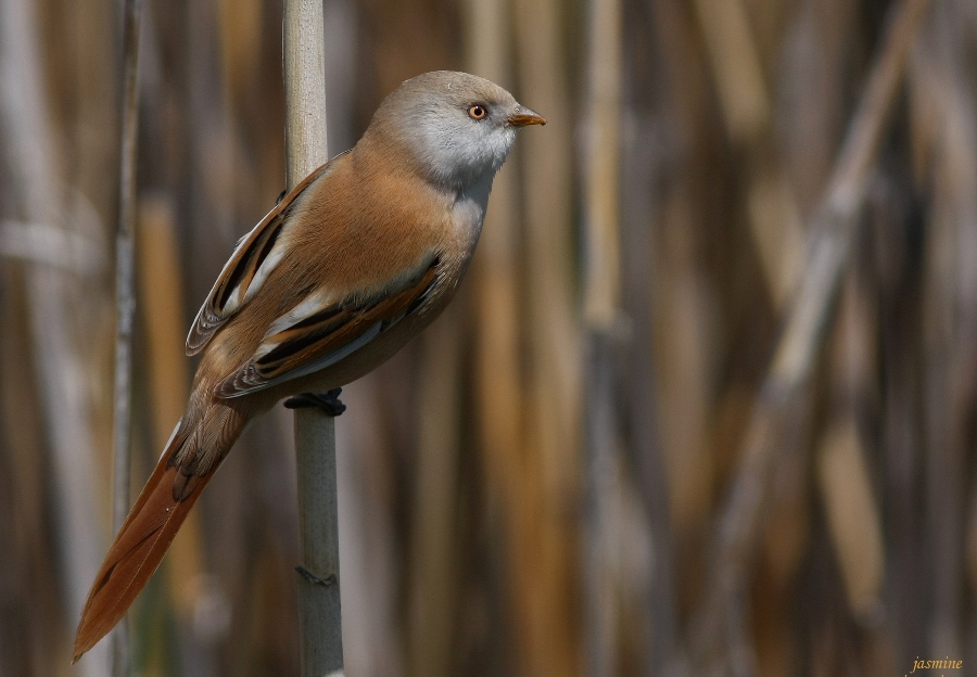Bearded Reedling