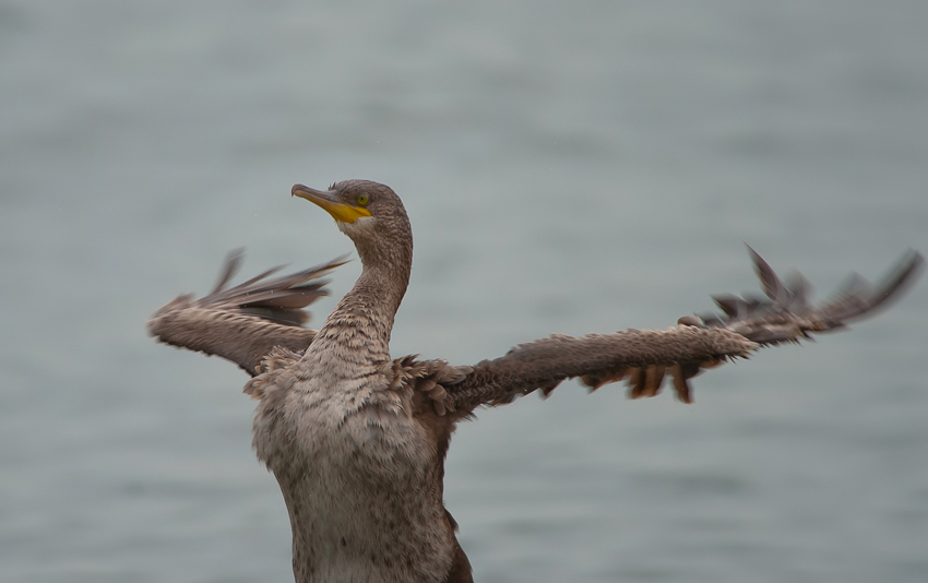 European Shag