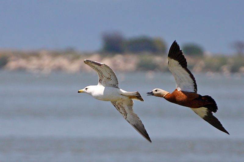 Ruddy Shelduck