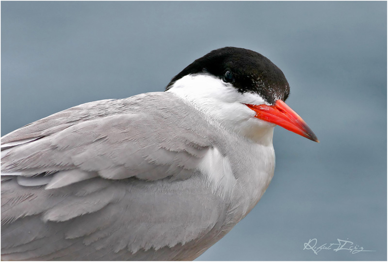 Common Tern