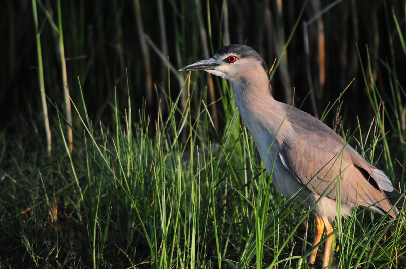 Black-crowned Night Heron