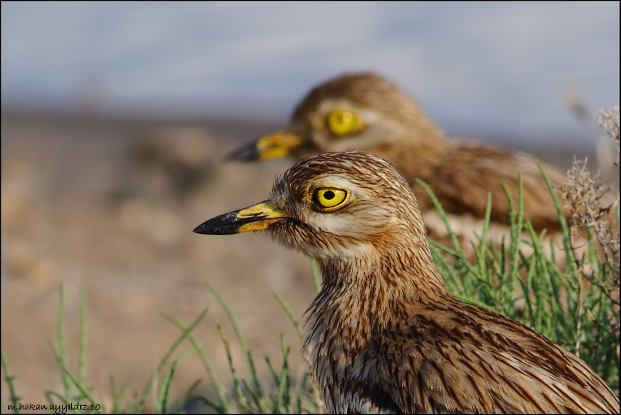 Eurasian Stone-curlew