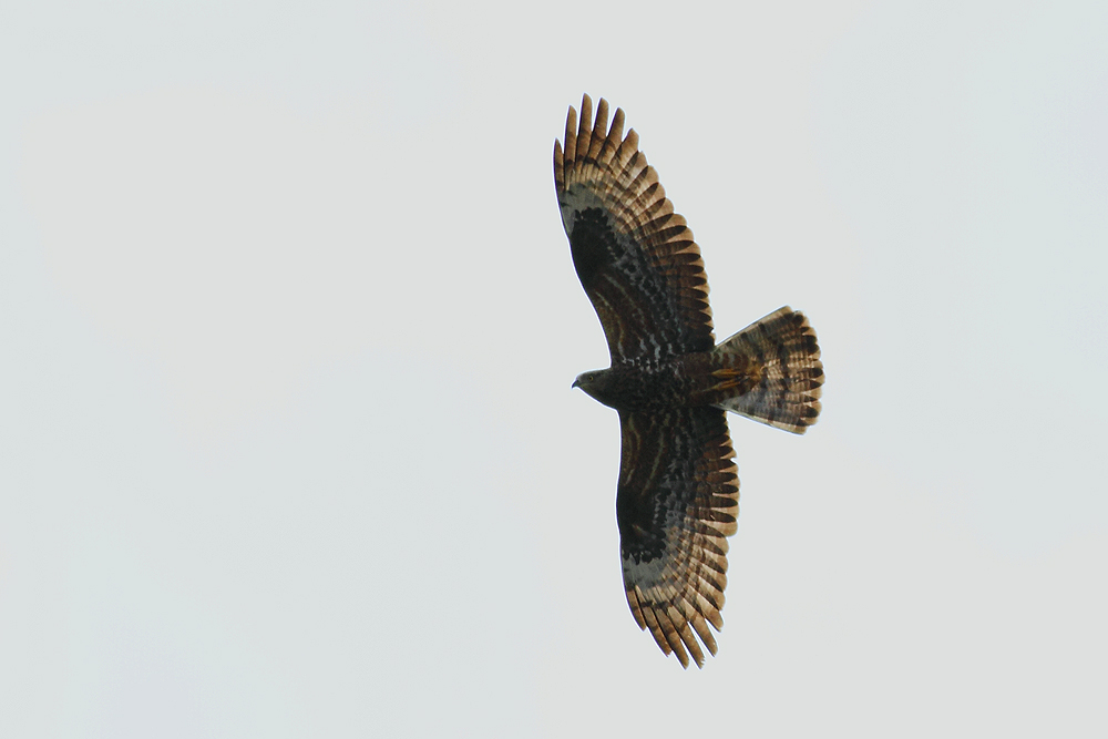European Honey Buzzard