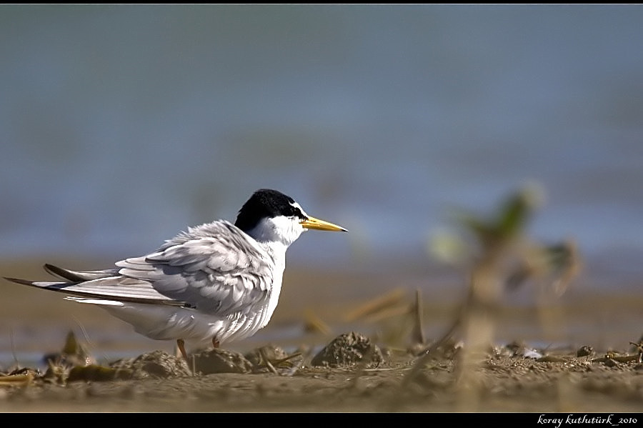 Little Tern
