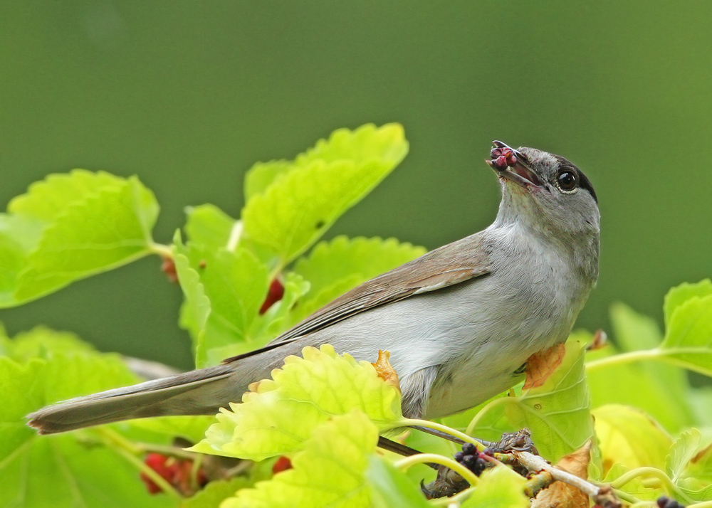 Eurasian Blackcap