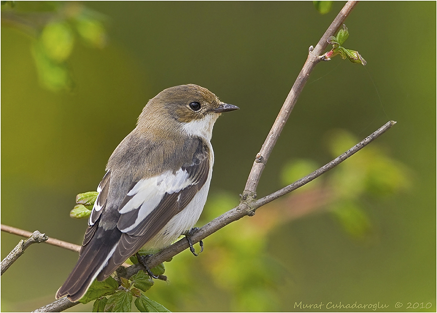 European Pied Flycatcher