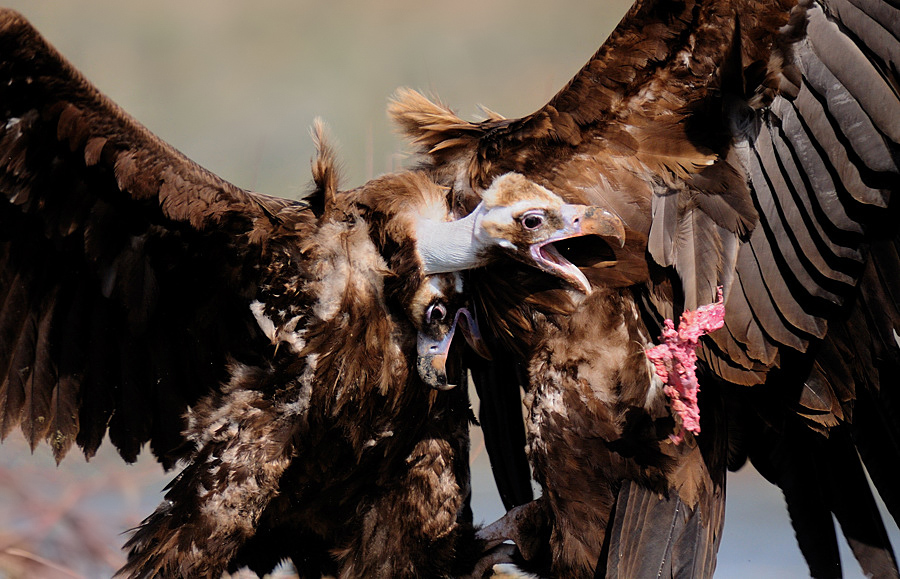 Cinereous Vulture
