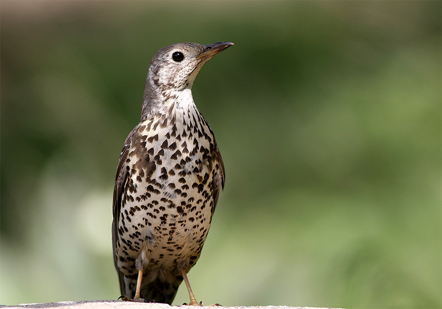 Mistle Thrush