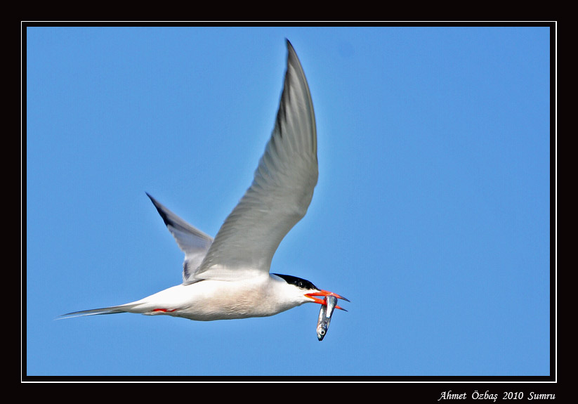 Common Tern