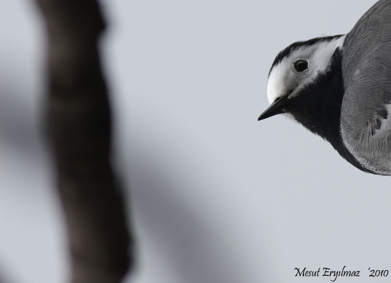 White Wagtail