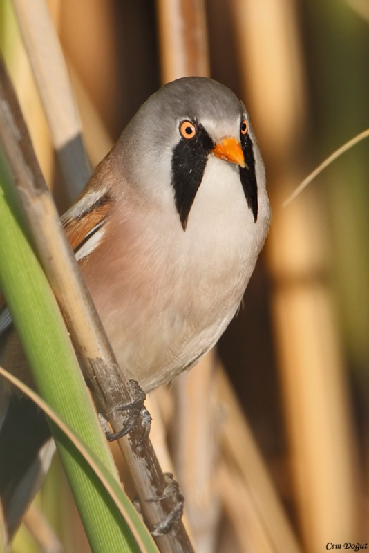 Bearded Reedling