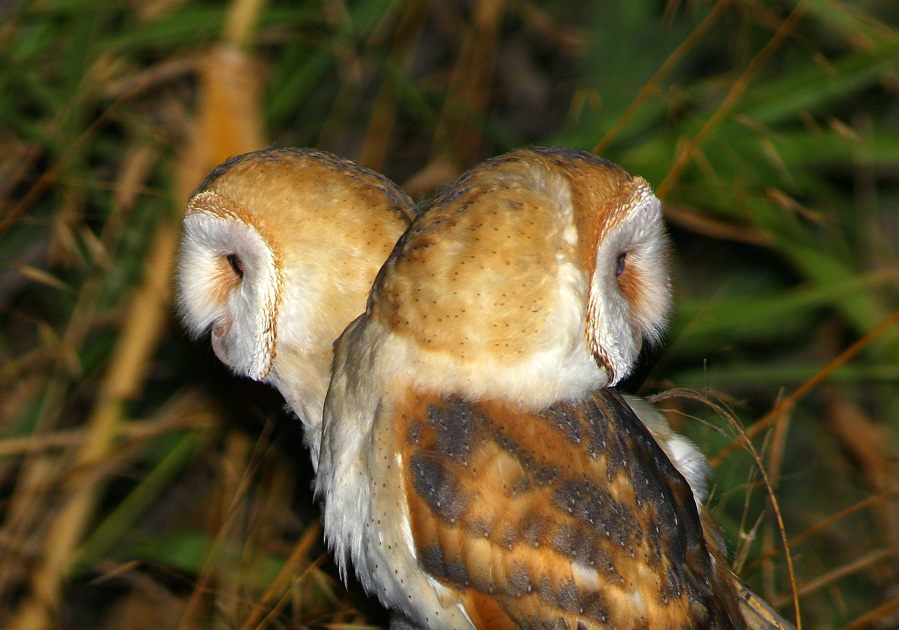 Western Barn Owl