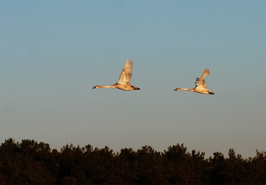 Mute Swan