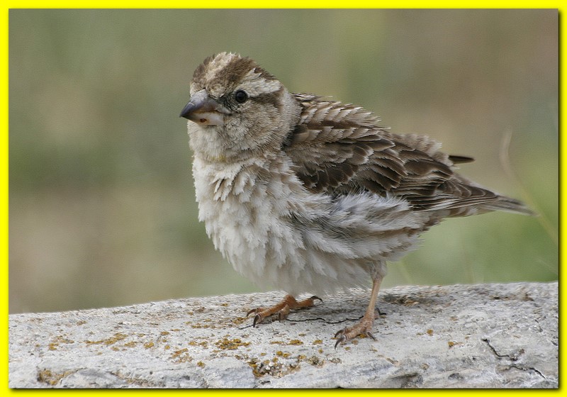 Rock Sparrow