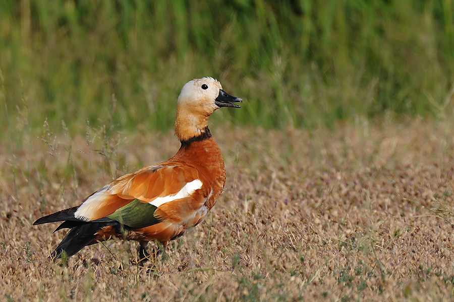 Ruddy Shelduck