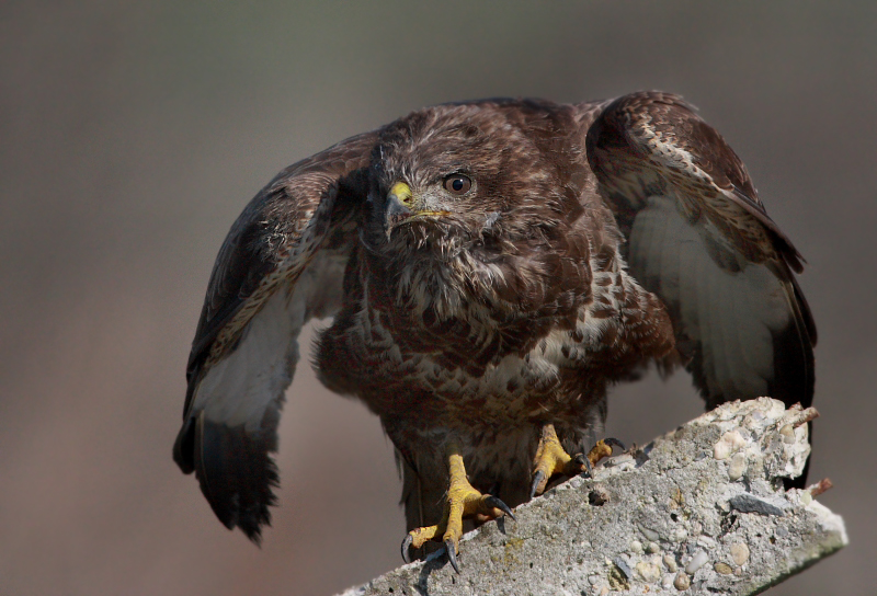 Common Buzzard