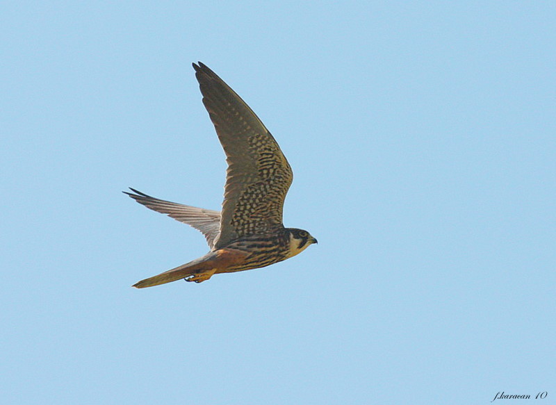 Eurasian Hobby