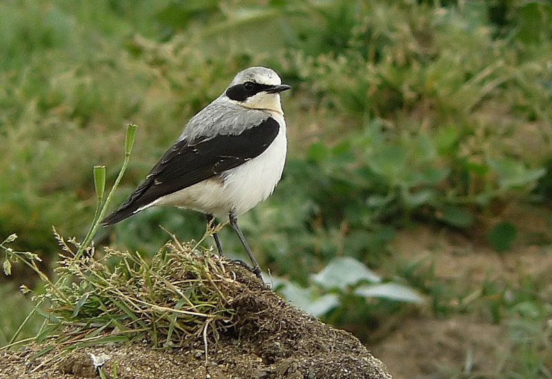 Northern Wheatear