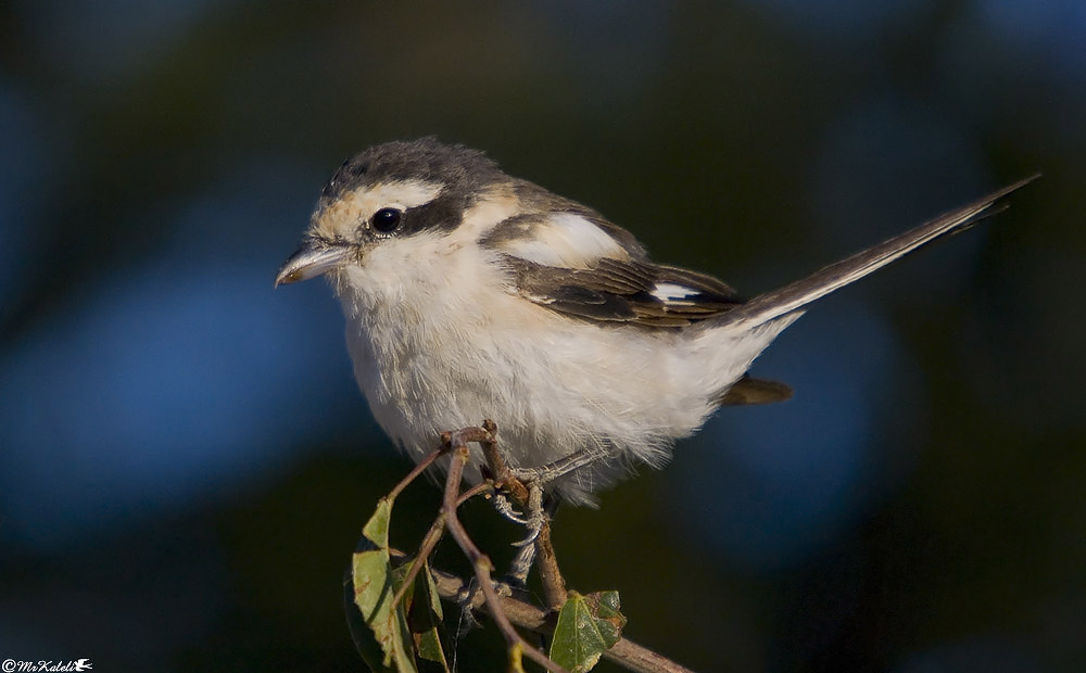 Masked Shrike