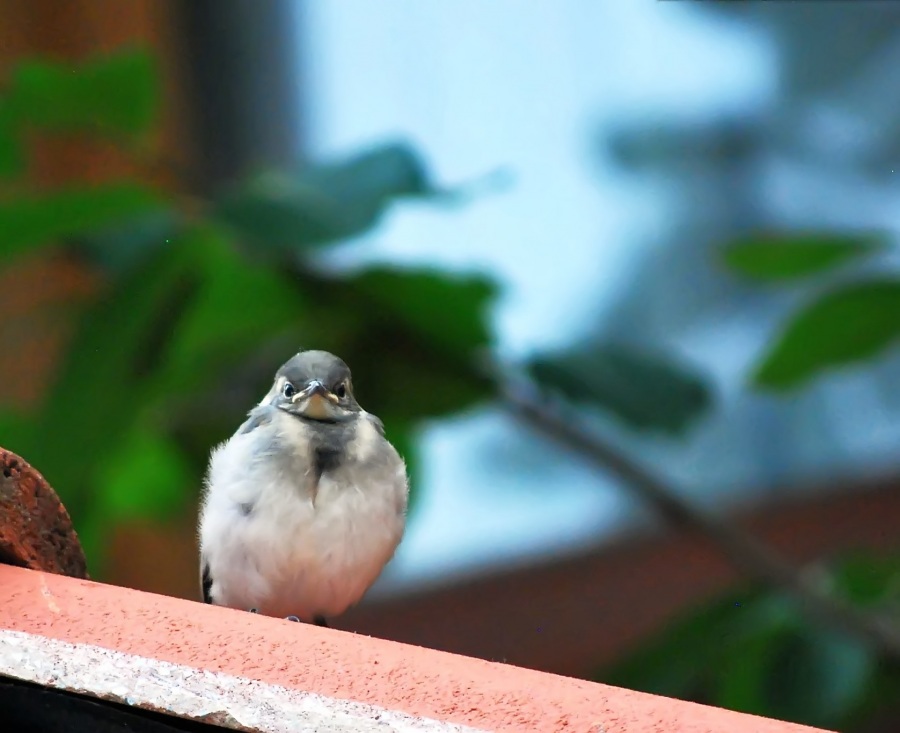 White Wagtail