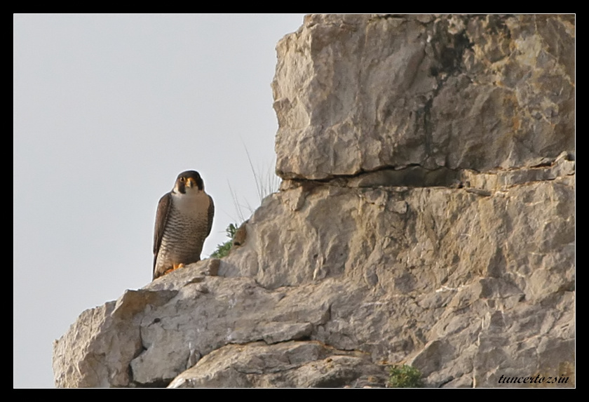 Peregrine Falcon