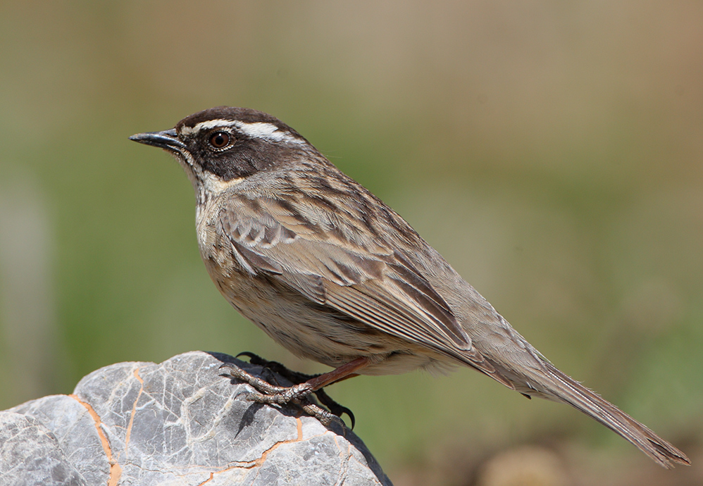 Radde`s Accentor