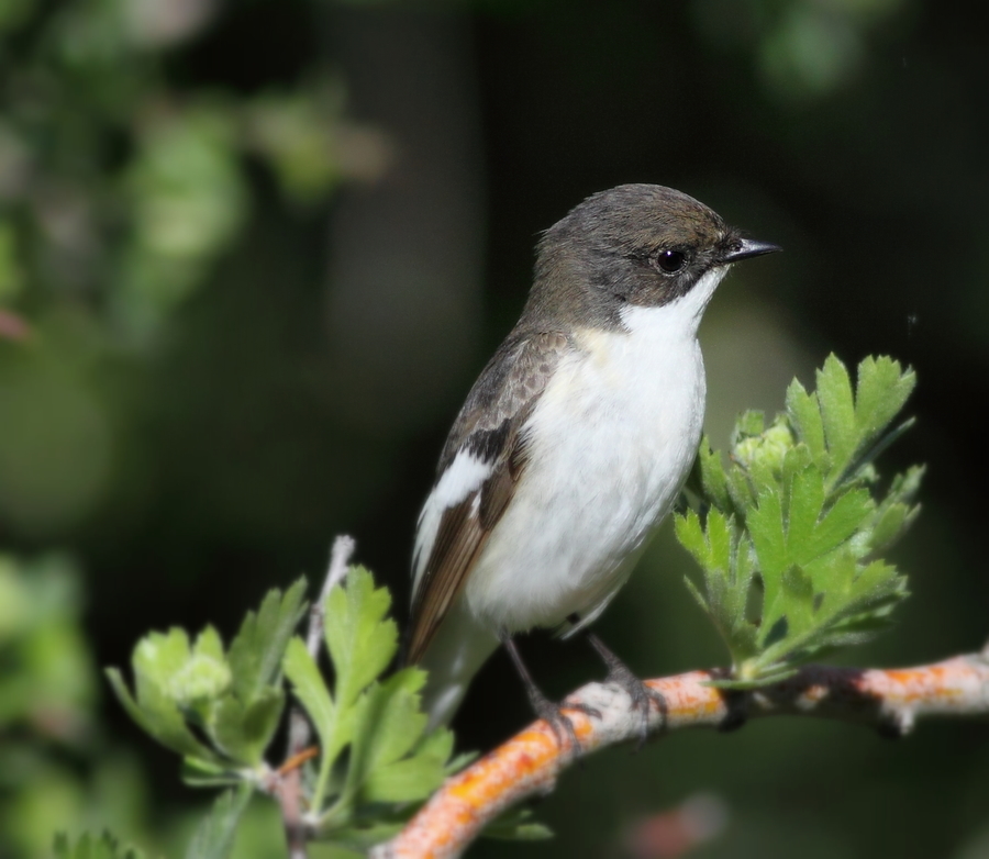European Pied Flycatcher