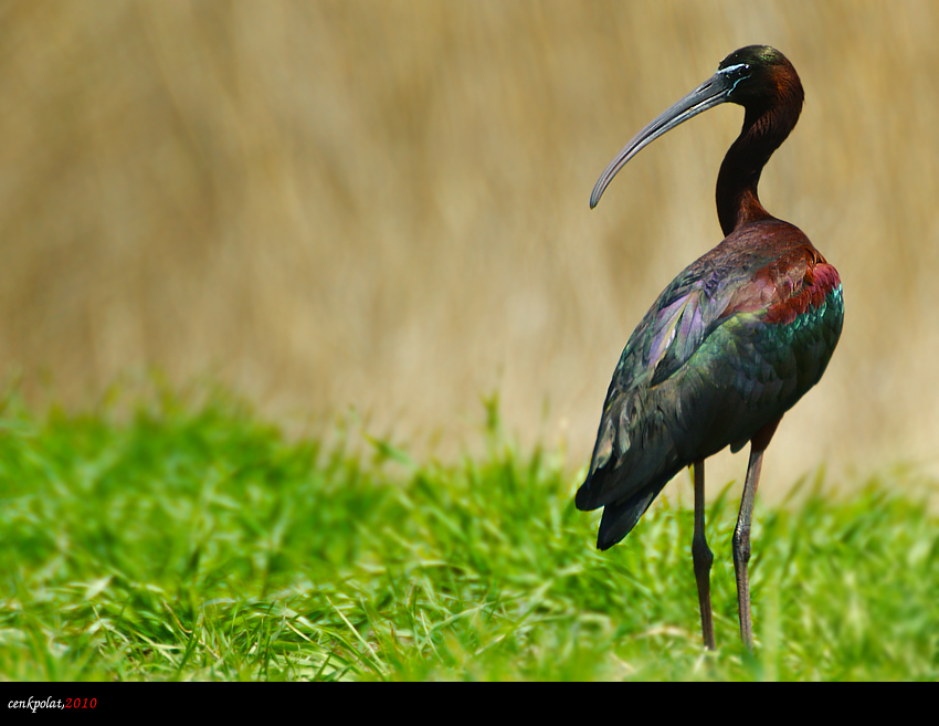 Glossy Ibis