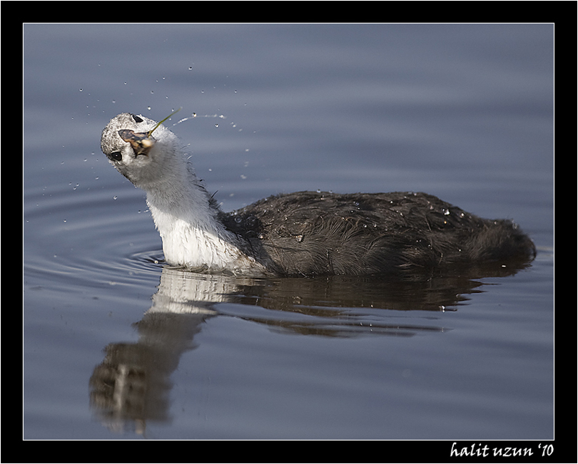 Eurasian Coot