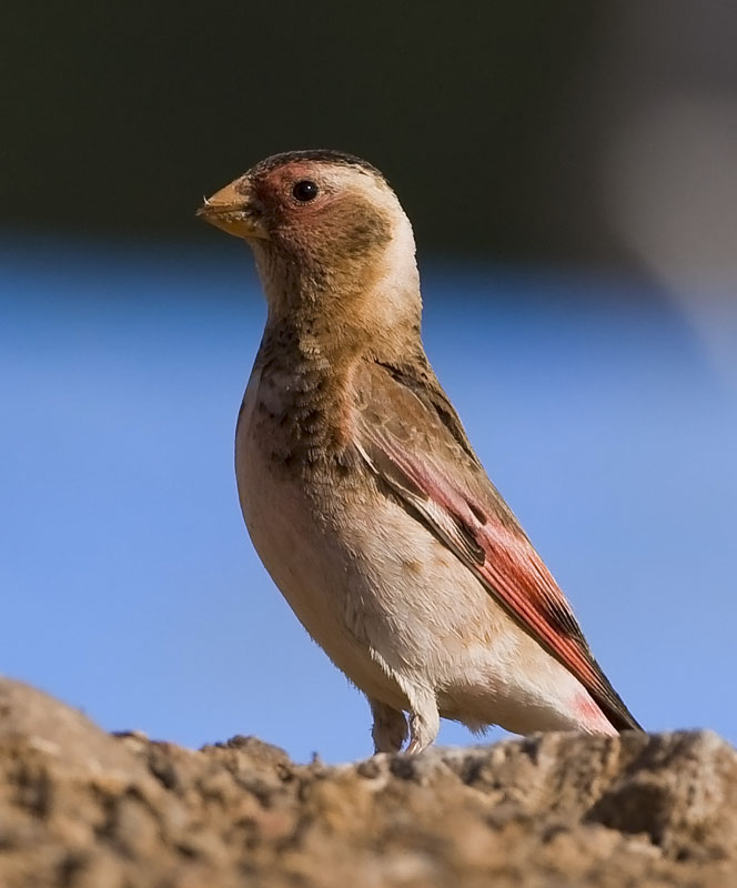 Crimson-winged Finch