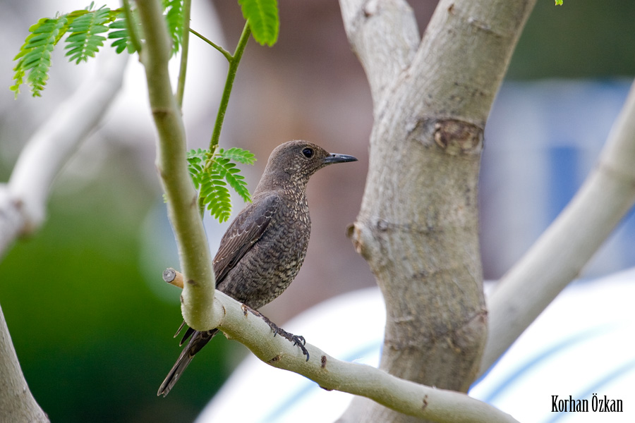 Blue Rock Thrush