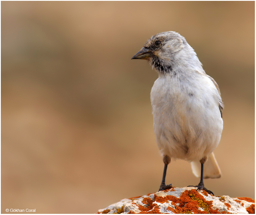 White-winged Snowfinch