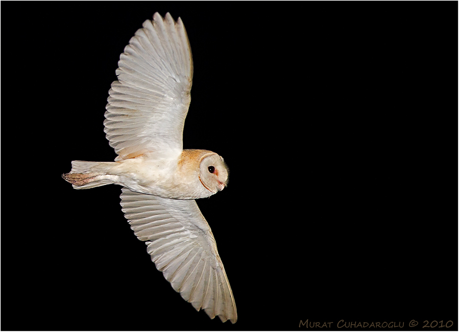 Western Barn Owl