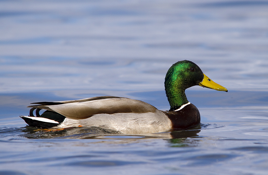 Mallard