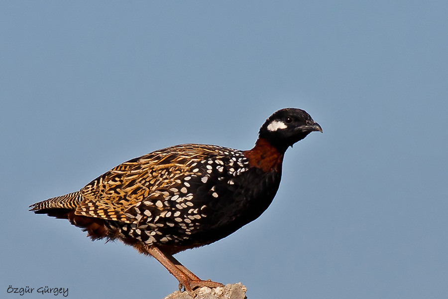 Black Francolin