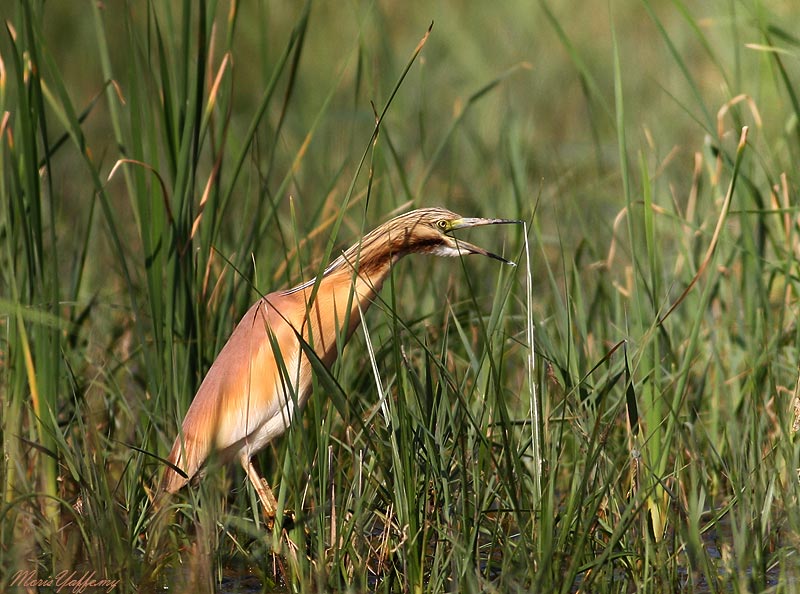 Squacco Heron