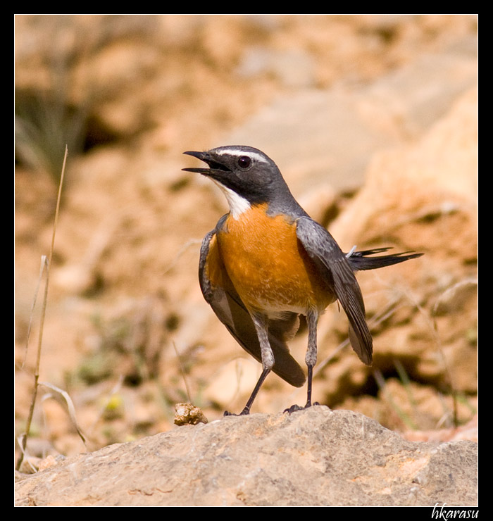 White-throated Robin