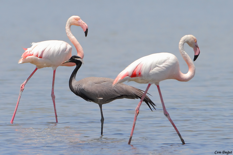 Demoiselle Crane
