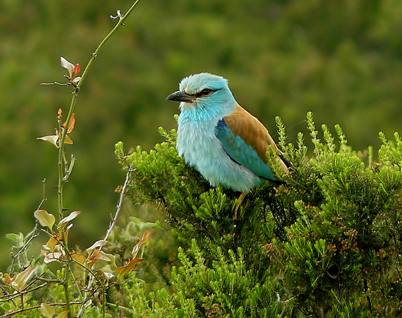 European Roller