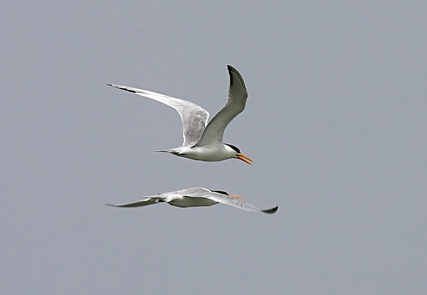 Lesser Crested Tern