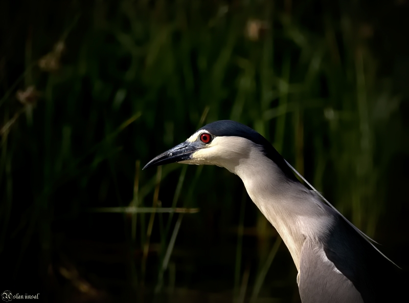 Black-crowned Night Heron