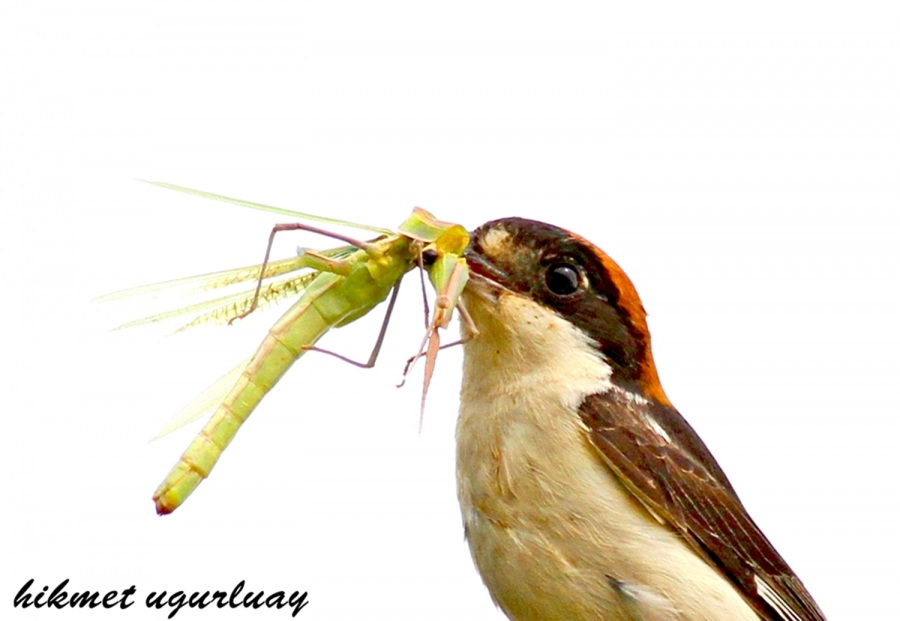 Woodchat Shrike